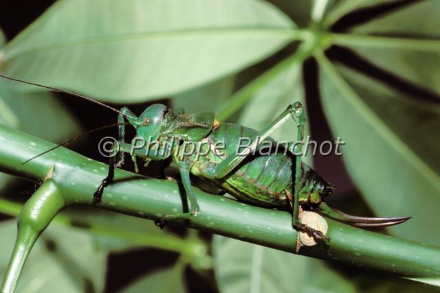 ephippiger ephippiger 5.JPG - Ephippiger ephippigerEphippigère des vignes (femelle)Saddle backed bush cricketOrthoptera, TettigonidaeFrance